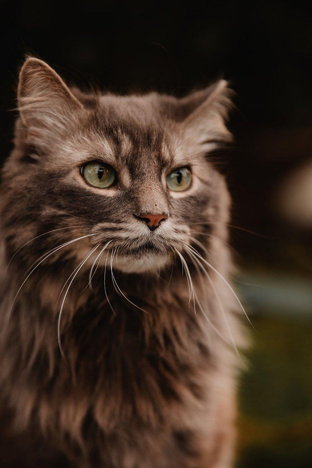 carousel-hero-element image-1